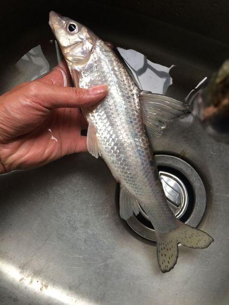 今天钓的一条鱼尾巴带斑点,还有胡子,请问是什么品种的鱼?