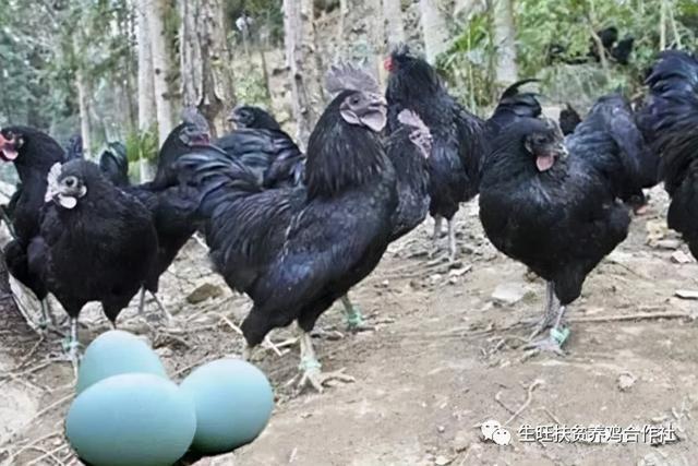 鸡的常见品种有哪些十大名鸡是什么