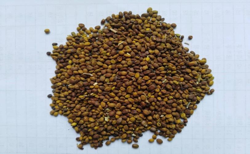 批发供应优质中药材苦豆子 苦豆子种子 葫芦巴种子量大从优原产地