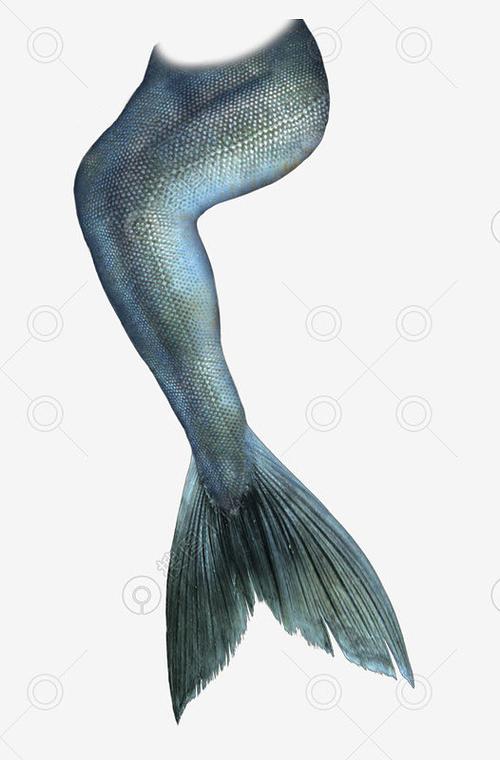 腿型高清手绘卡通美人鱼尾巴
