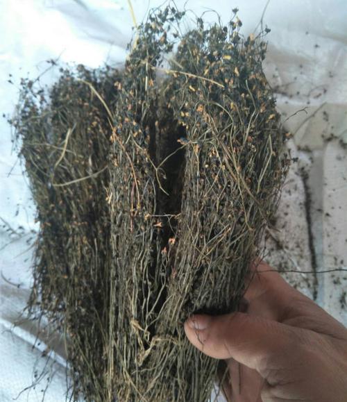 中药材 茅膏菜 石龙芽草 地下明珠草 山胡椒 胡椒草 夏无踪