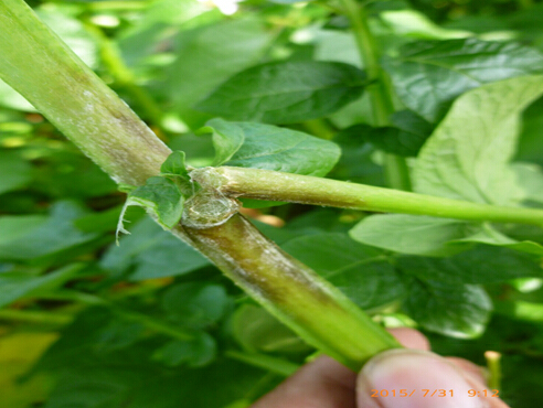 首页 马铃薯晚疫病 马铃薯晚疫病在19世纪40年代的爱尔兰大爆发,造成