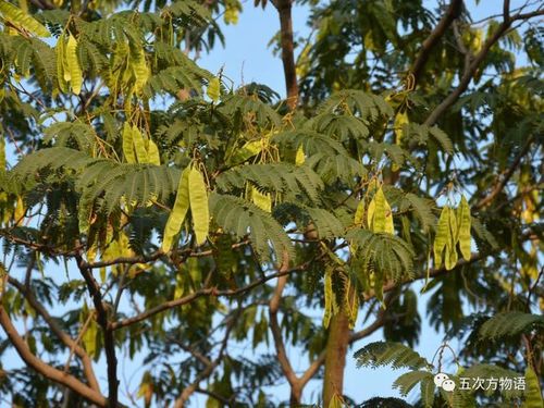 图③ 合欢的荚果   合欢的果实是荚果,这是它属于豆科的身份