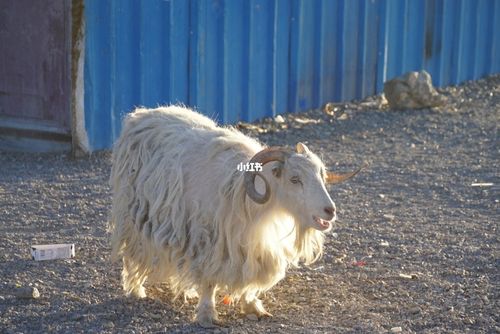 西藏的羊,是我见过最好看的羊.