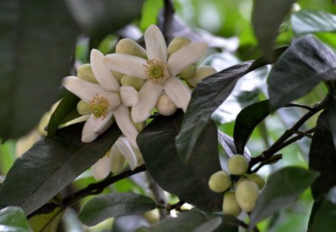小区里那棵香橼树开花了,随风不时飘来阵阵幽香.