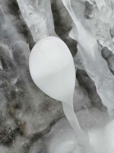 这是蝌蚪的特写!河里的蝌蚪是黑色的,我有幸看到了白色的蝌蚪