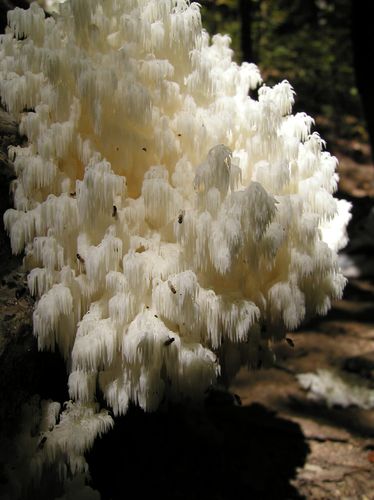几种奇异的菌类_数千亿星尘_百度空间