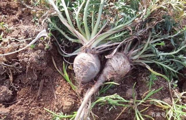 玛卡生长习性和繁殖方法与田间栽培管理技术措施