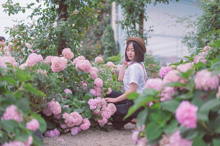 相信很难有姑娘会拒绝这么多盛放的绣球花了在花丛中很容易就能拍出