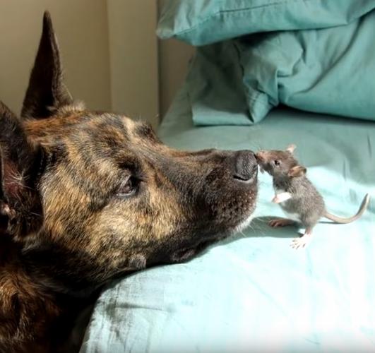 小老鼠潜入家中偷食狗狗懒得理会它它却折返回去安慰狗狗