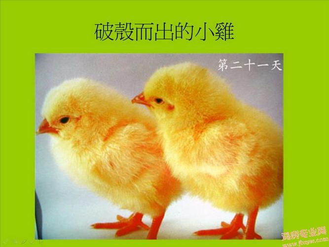 【图片介绍鸡的孵化及其成长】