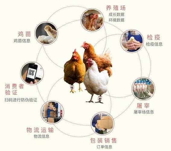 通过对鸡只日常生活中的视频图像采集,消费者可以通过视频观察鸡生长