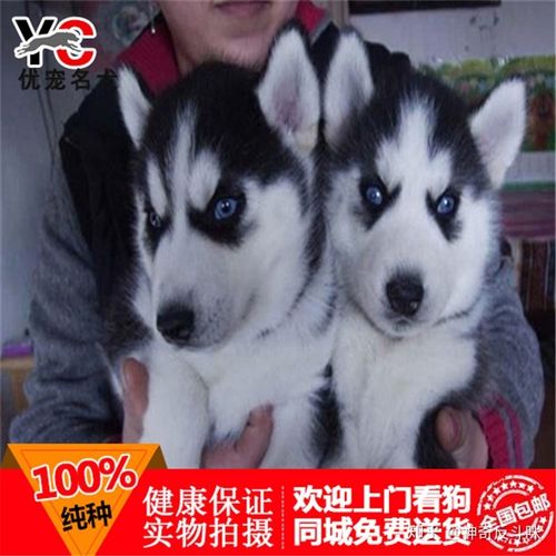 出售纯种三火蓝眼哈士奇雪橇犬/二哈活体宠物狗哈士奇幼犬