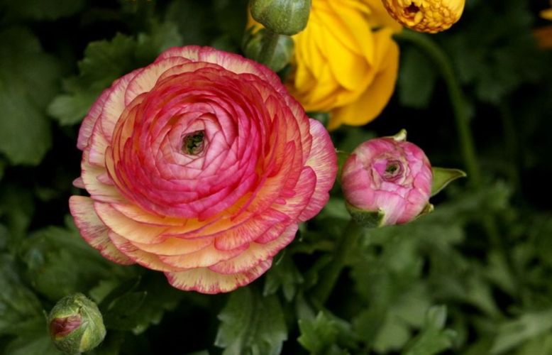 你只要注意这些就能拥有花毛茛!