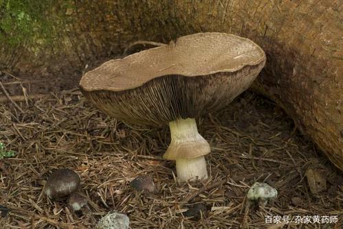 荒野维生野菜系列——林地蘑菇