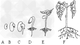 菜豆的生长过程手抄报 党的生日手抄报