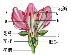 图2为桃花的结构示意图. (1)指出图中标号所指部分