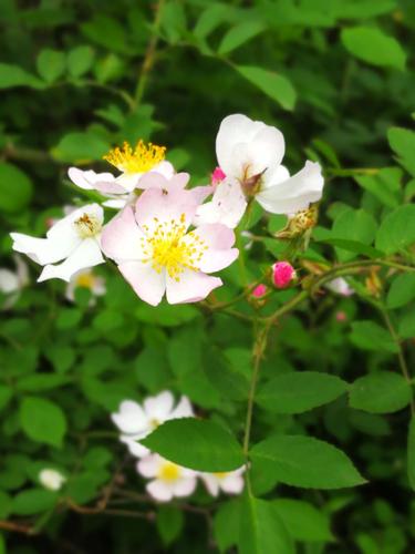 野蔷薇也有春天