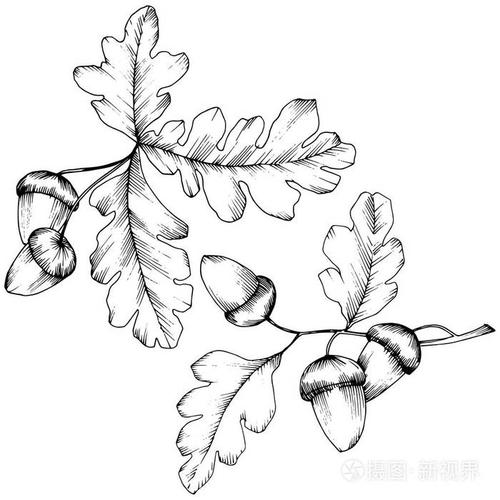 向量秋橡树叶.叶子植物植物园花卉叶子