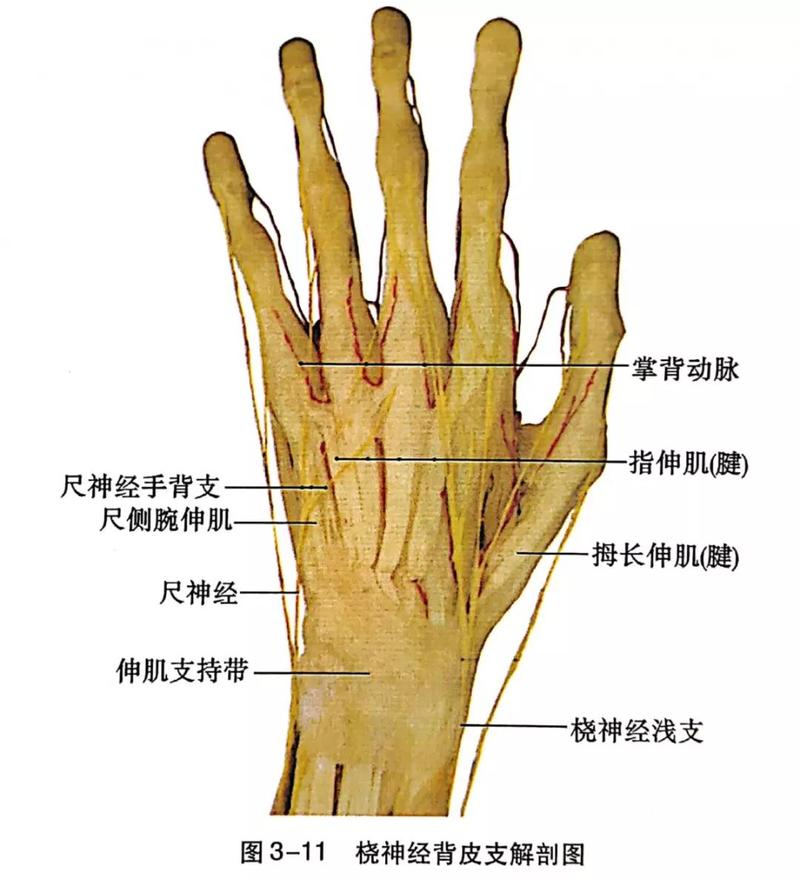 在前臂中,下1/3交界处,桡神经浅支经肱桡肌腱后缘浅出,穿深筋膜居
