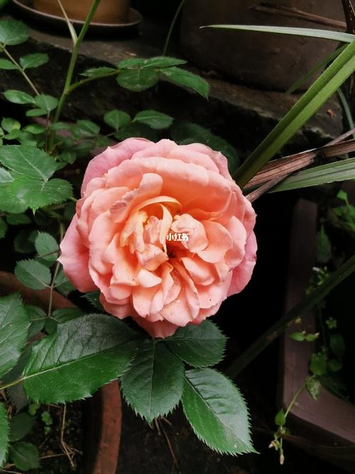 香水月季_月季_香水_香水月季_家居家装_家居装饰