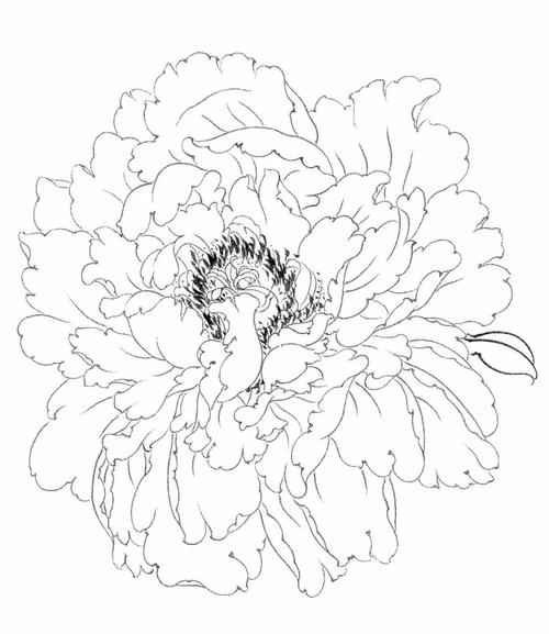 工笔画牡丹花房花蕊叶子枝干的画法及设色