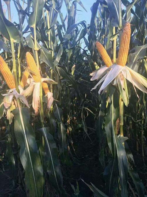 2020年襄垣博丰农资门市玉米新品种分享