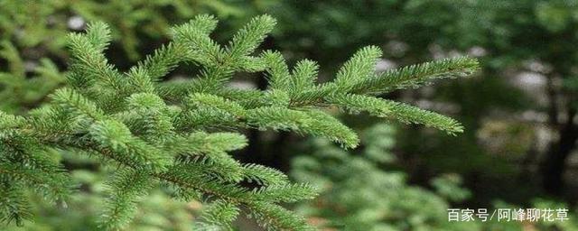 松树与柏树的区别