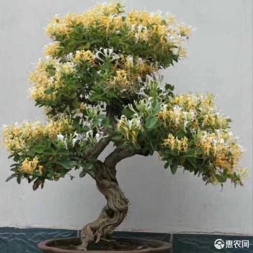 金银木精品造型金银花树桩