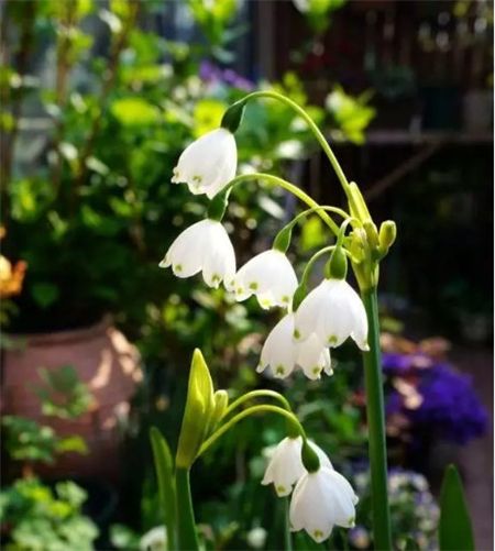 铃兰铃兰花,外形与夏雪片莲相似,花型偏小,像小型的钟,乳白色的花瓣