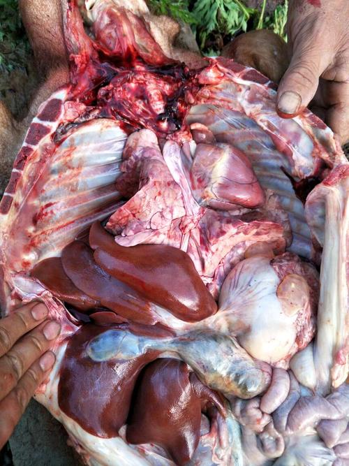 解剖一个病猪,大家看看什么病?