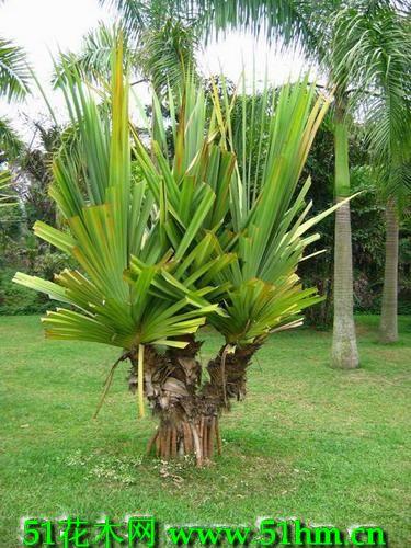 拉丁名:pandanus utilis(红刺露兜树);pandanus baptis-tii(金道露兜