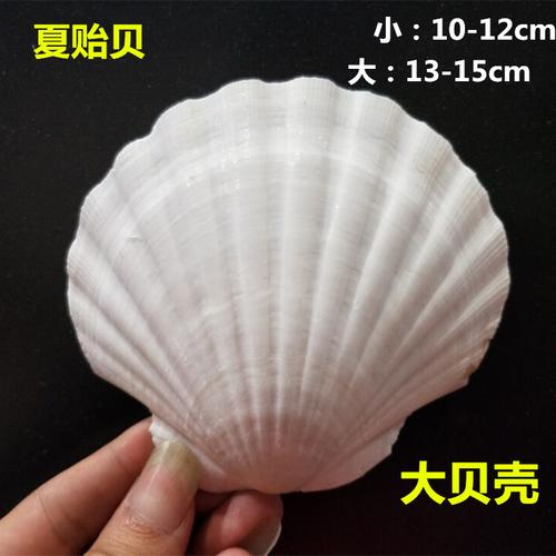 夏贻贝 大号白色扇贝 鱼缸装饰 天然海螺贝壳 儿童绘画教材