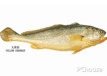 大黄鱼的做法 大黄鱼和小黄鱼的区别