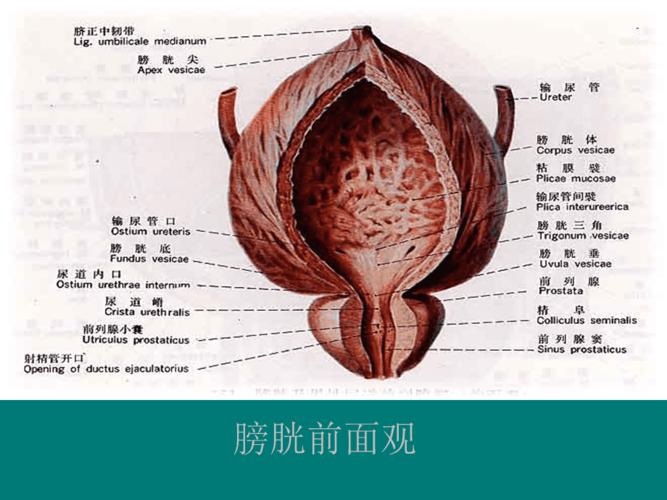 膀胱的解剖与生理20916