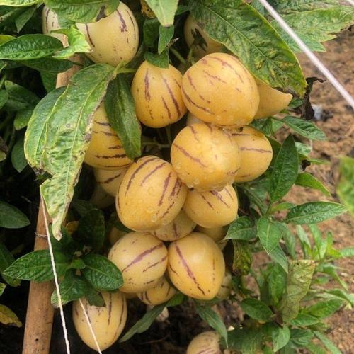 好吃现摘现发云南石林人参果圆果应季新鲜清甜人参果