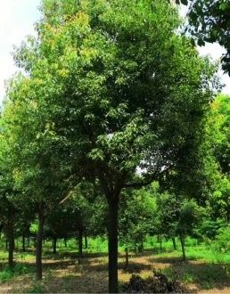 开封40公分移栽苗香樟销售无中间商