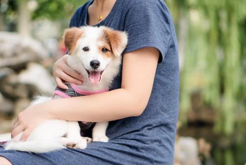 养宠物成为年轻人刚需,人类对宠物为什么会这么依赖?