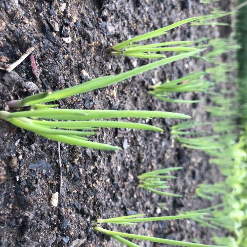 小香葱生长过程