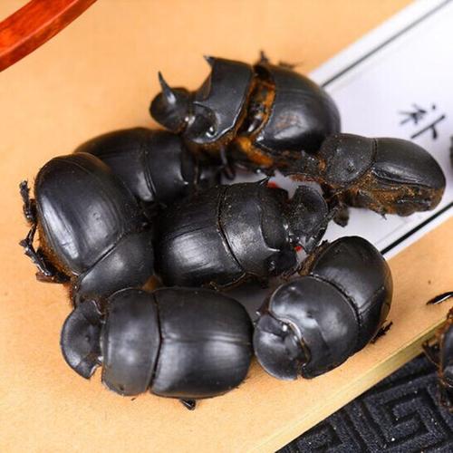 屎壳大将军蜣螂推粪正品中药材店铺清水无盐500克其他药食同源食品