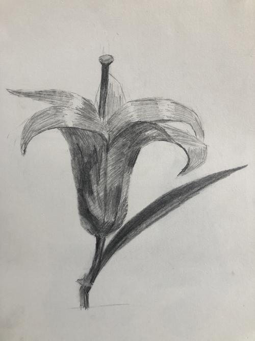 素描《百合花》