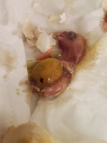 第一篇:关于玄凤鹦鹉孵化的种种误区和经验教训 - 给新手的真心建议