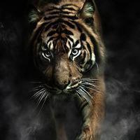 求几张霸气点的老虎狮子图片 可以做头像最好