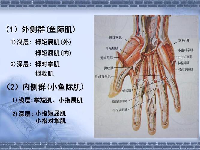  p>小鱼际肌是小拇指根到手腕的肌肉. /p>