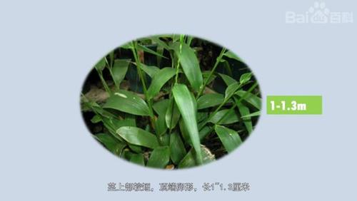 水竹叶品种这么多,你怎么分辨?