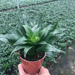 太阳神植物