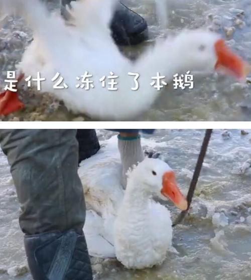 是什么冻住了本鹅?东北大鹅洗澡被冻在冰面上,评论区画风搞笑