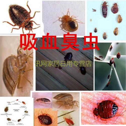 臭虫药臭虫臭虫一扫光床上用灭臭虫咬人虫专杀臭虫吸血虫东莞深圳1