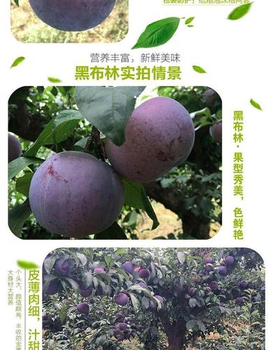 新鲜李子水果黑布林黑宝石黑巨李子黑布朗李子五斤包邮_7折现价21.8元