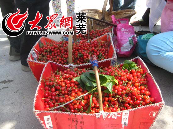 莱芜茶叶樱桃节开幕 25日前万亩樱桃待采摘